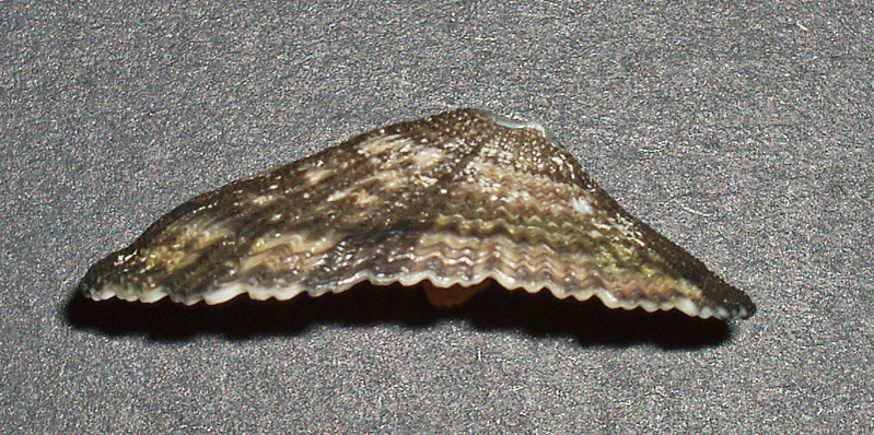 Diodora italica